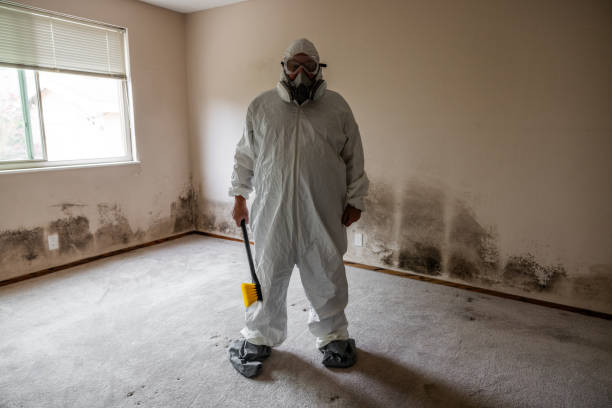 Reliable East Berwick, PA Mold Remediation Solutions